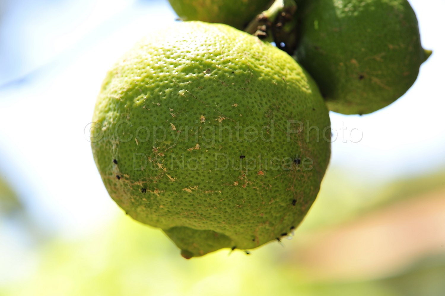 Lemons