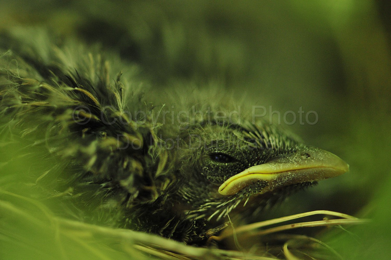 baby bird