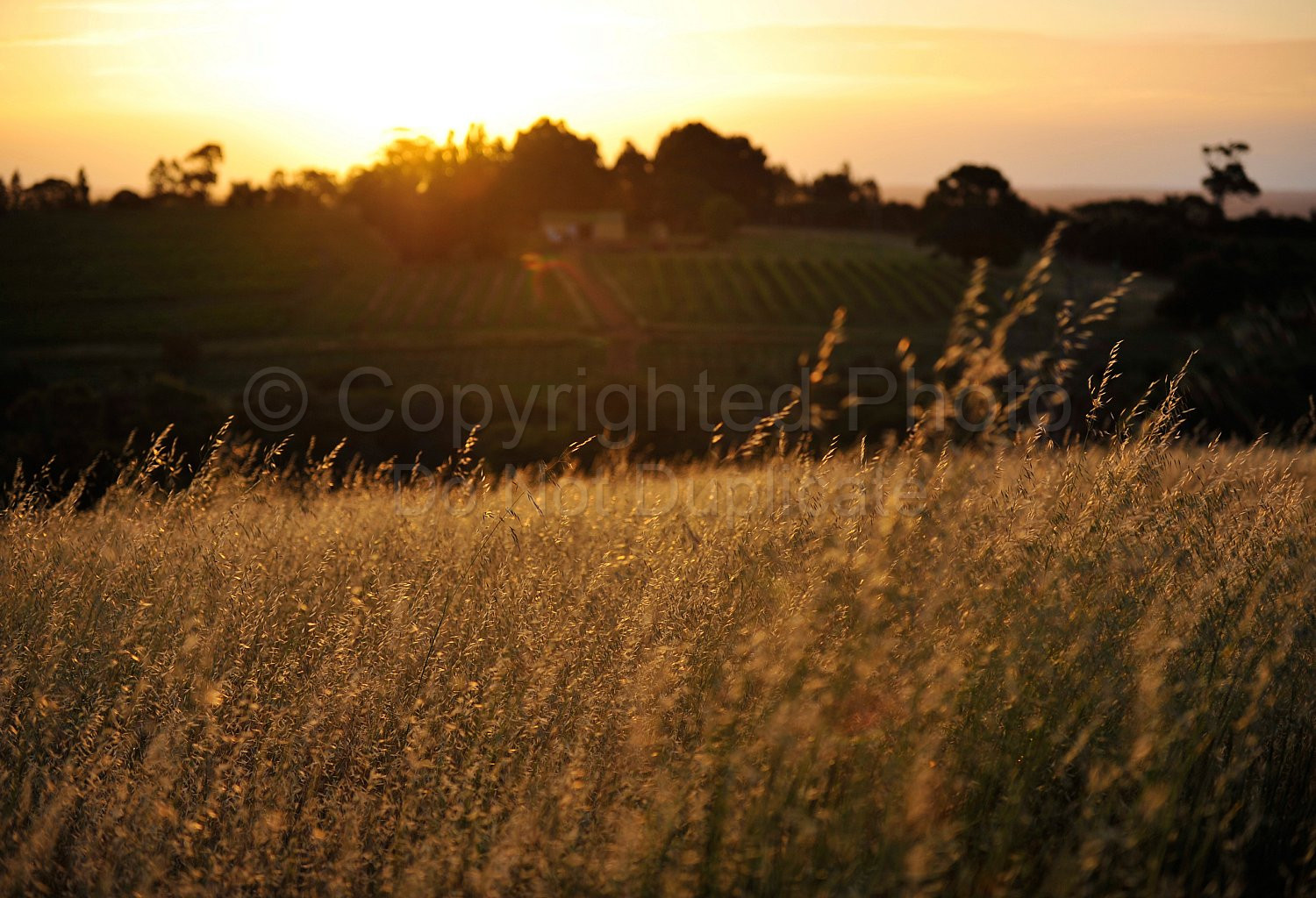 Farm sunset