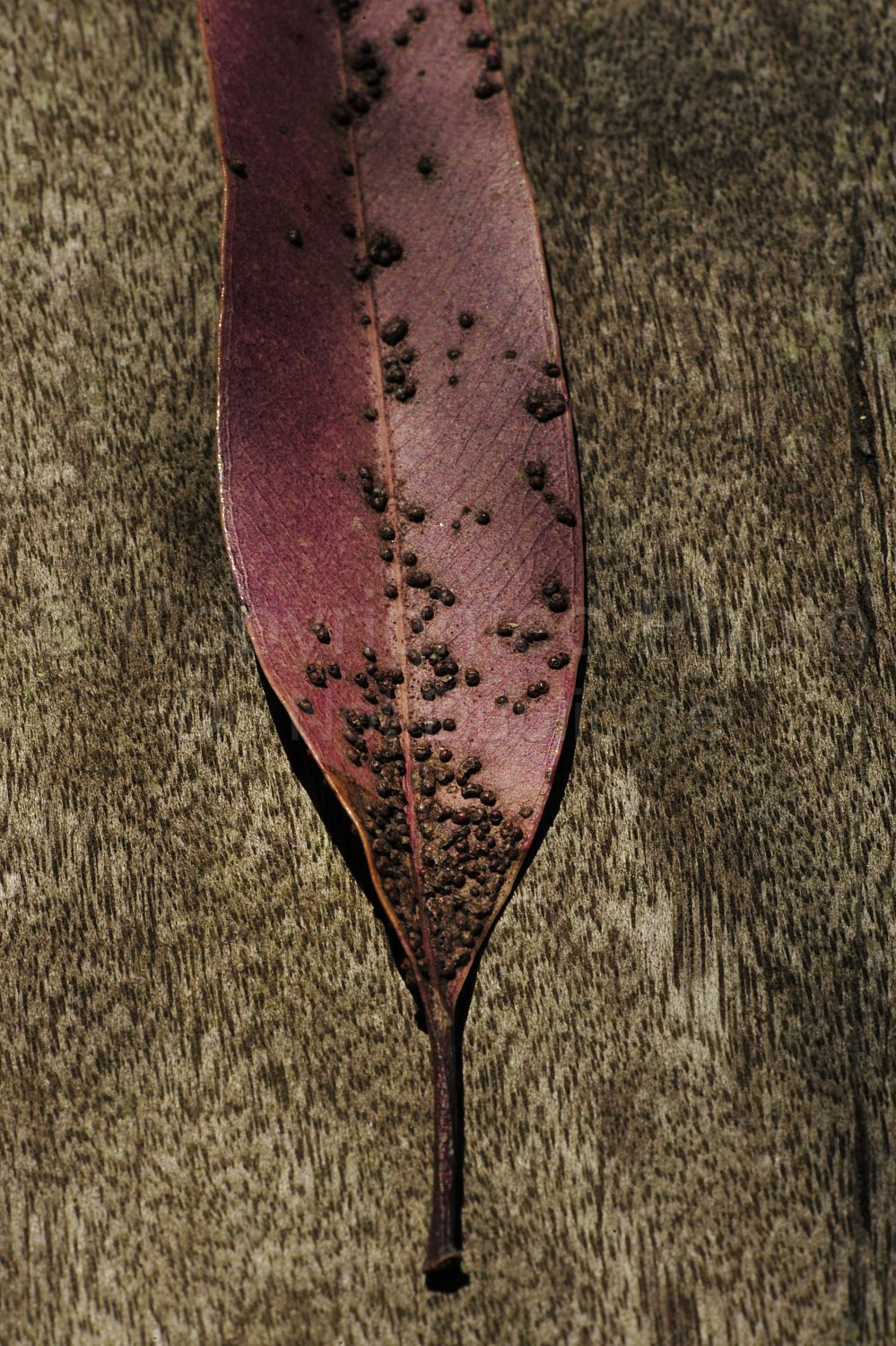 Leaf