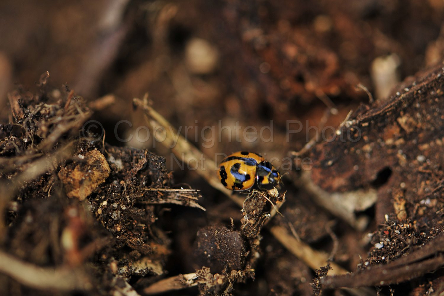 Ladybird