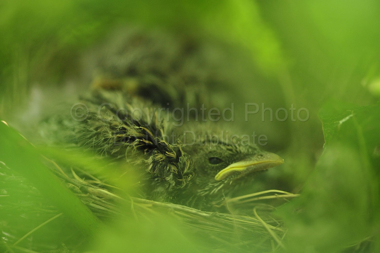 Artistic, baby, bird, nest