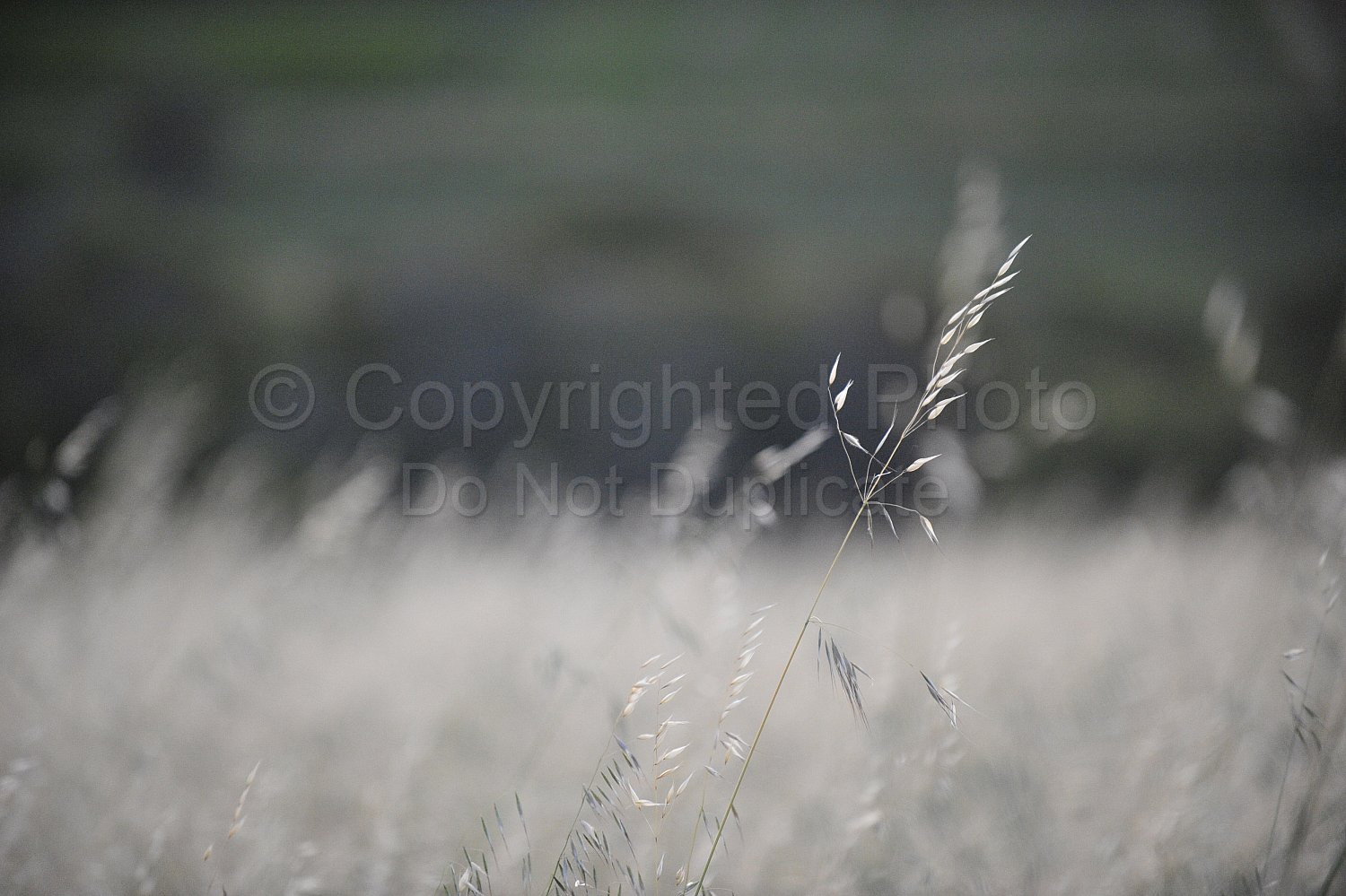 Wild Oats