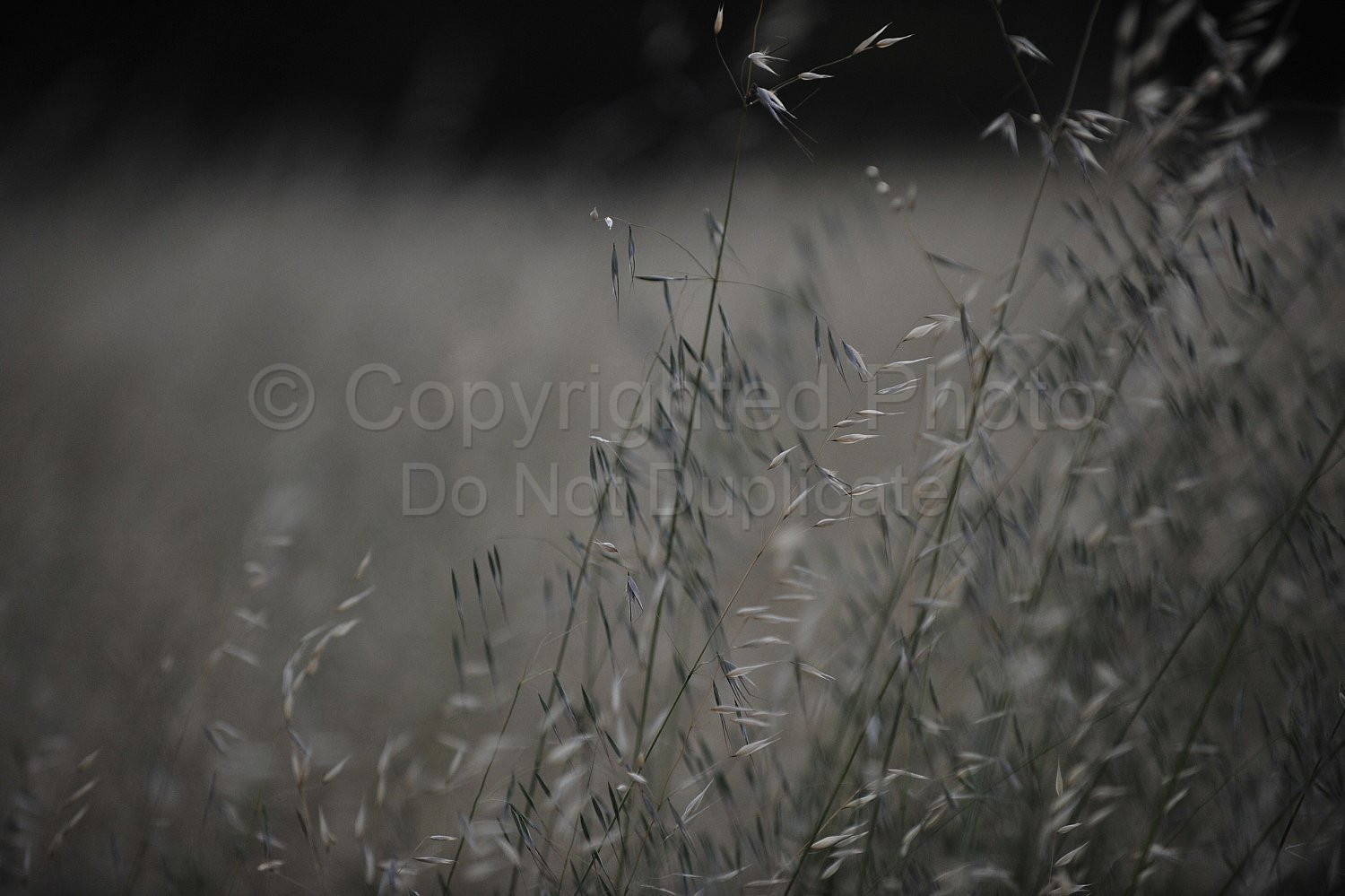 Wild Oats