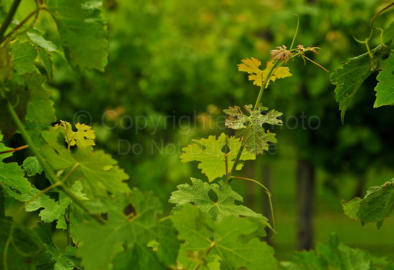 Grape vine