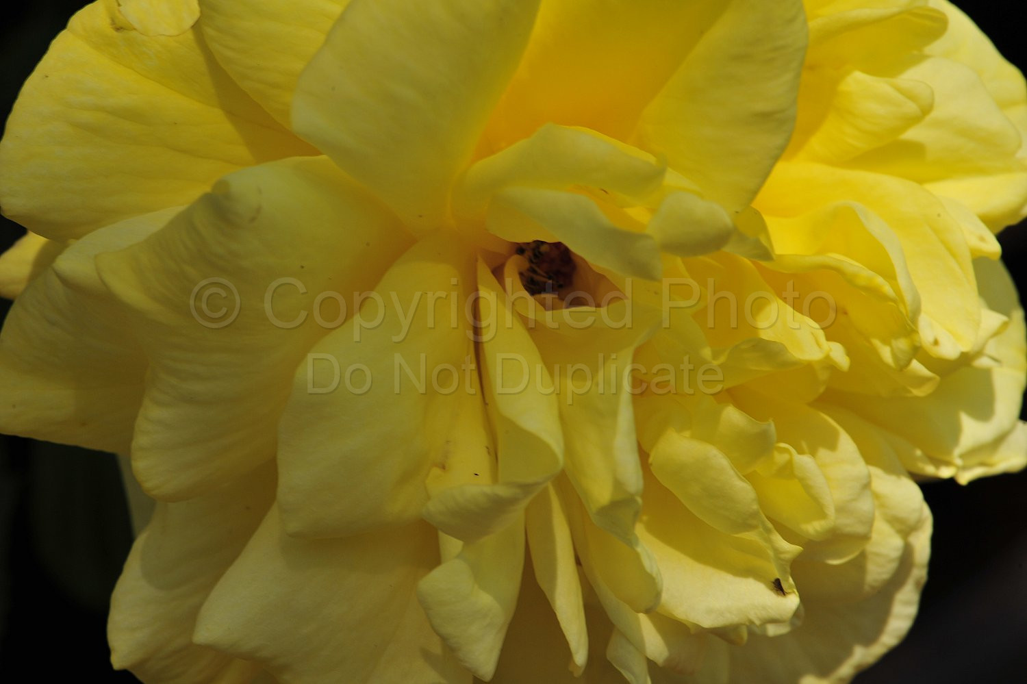 Yellow rose