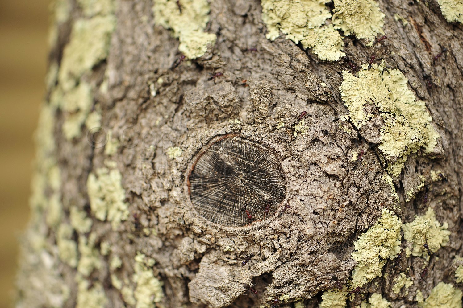 Tree bark