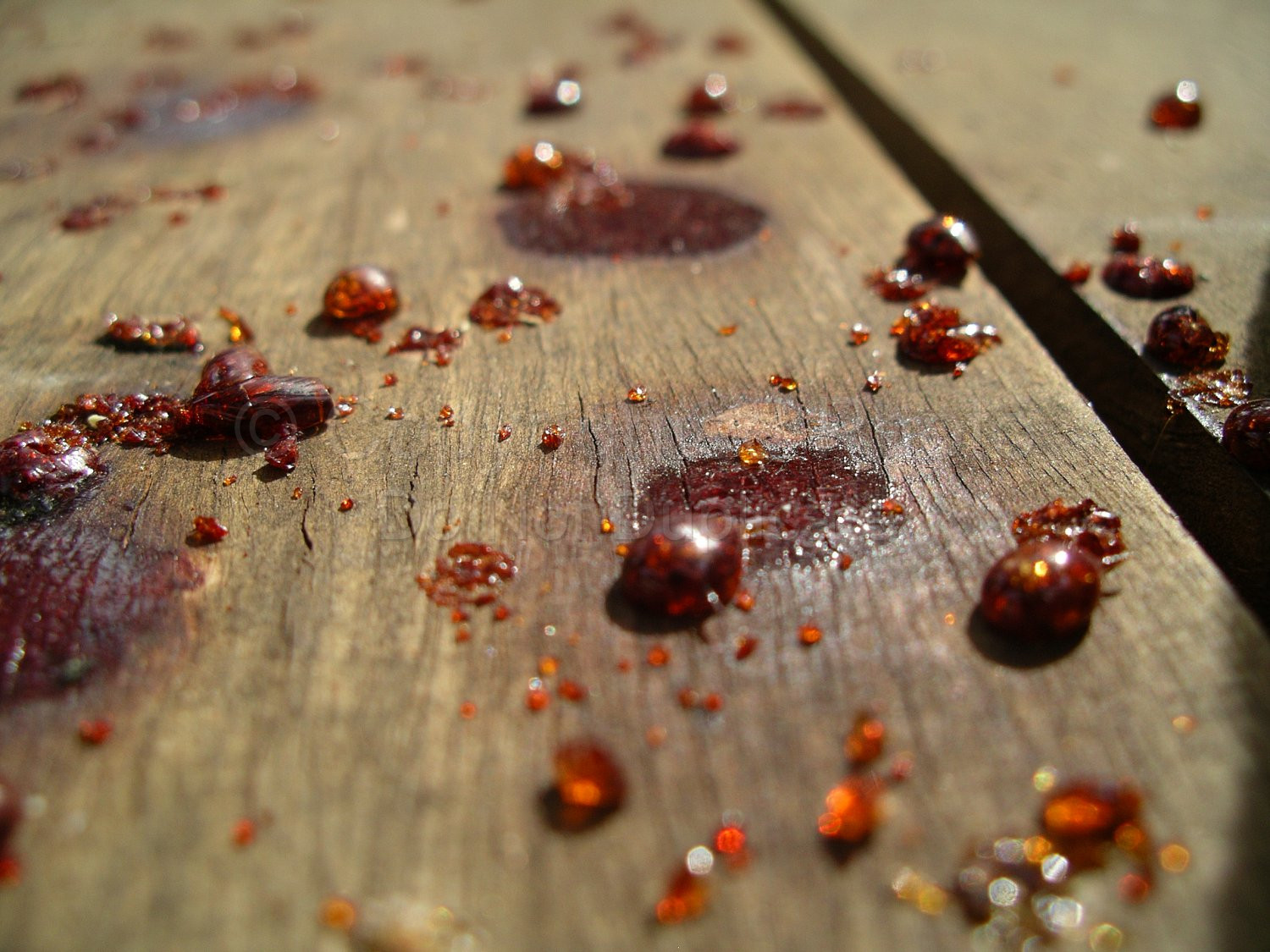 Tree sap