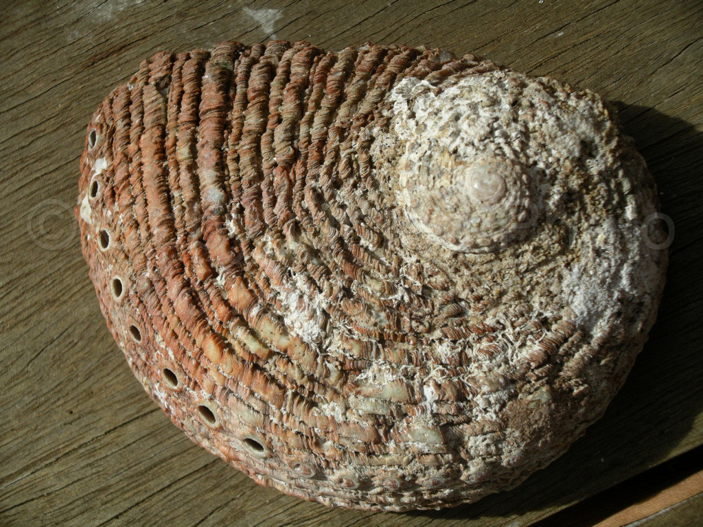 Abalone Shell