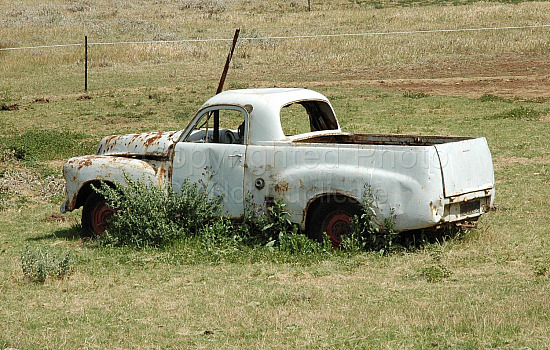 FJ Holden in Field