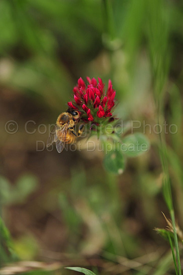 Bee in flower