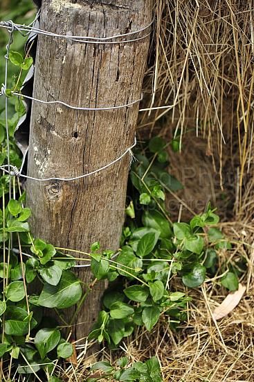 Vineyard post