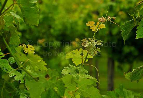 Grape vine