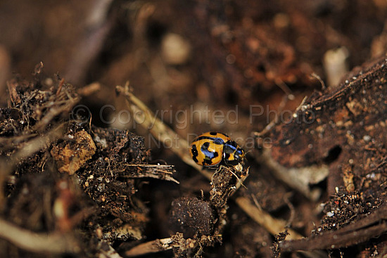 Ladybird