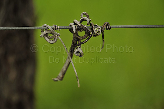 vineyard wire
