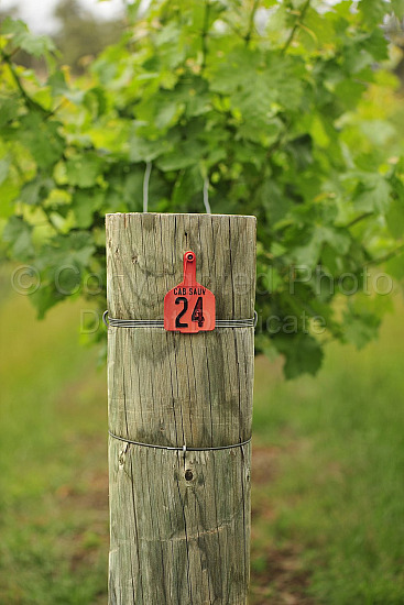 vineyard post
