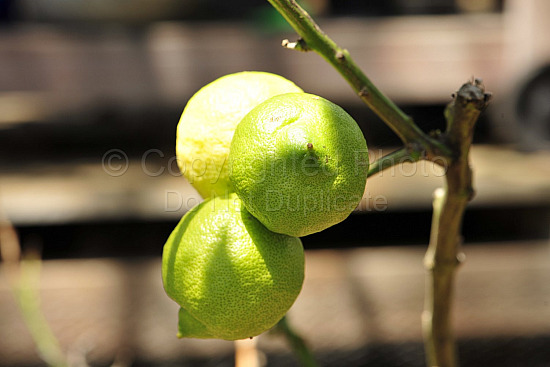 Lemons