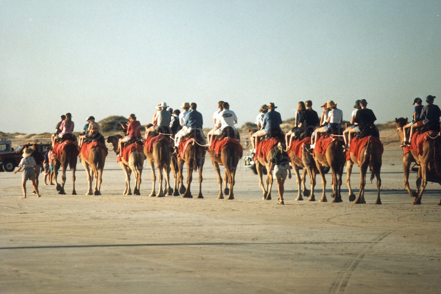 Camels on Cable Beach