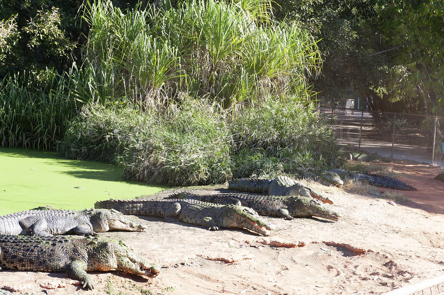 Salt water crocodiles Broome