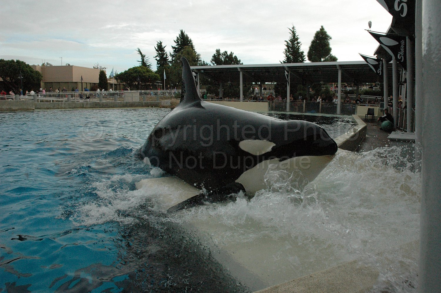 Orka Shamu Seaworld