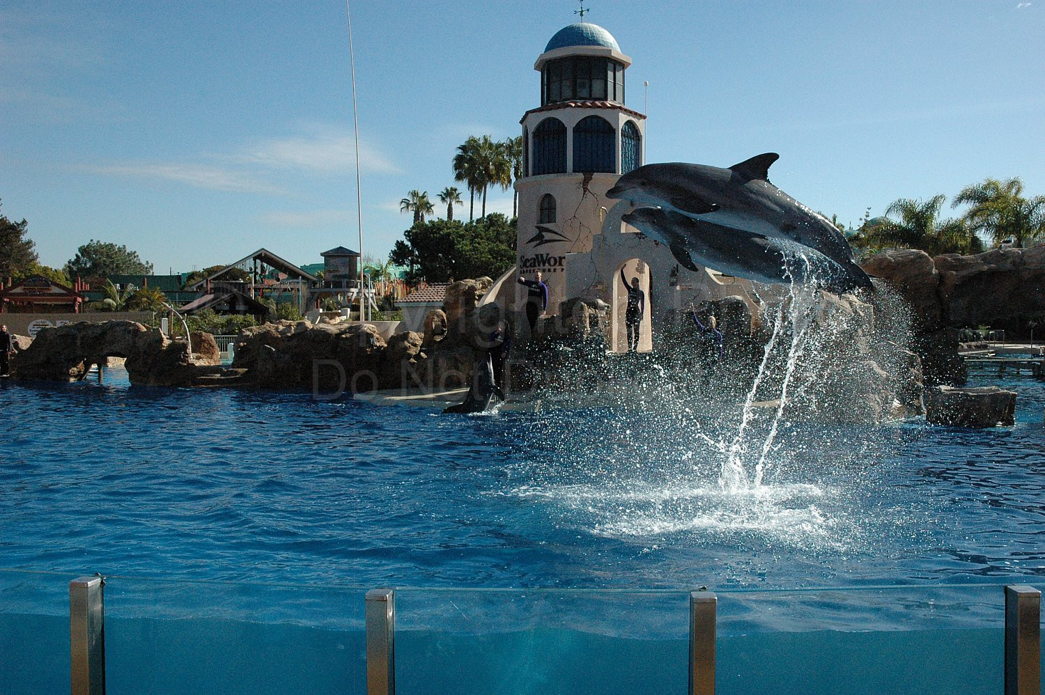 Seaworld Dolphins
