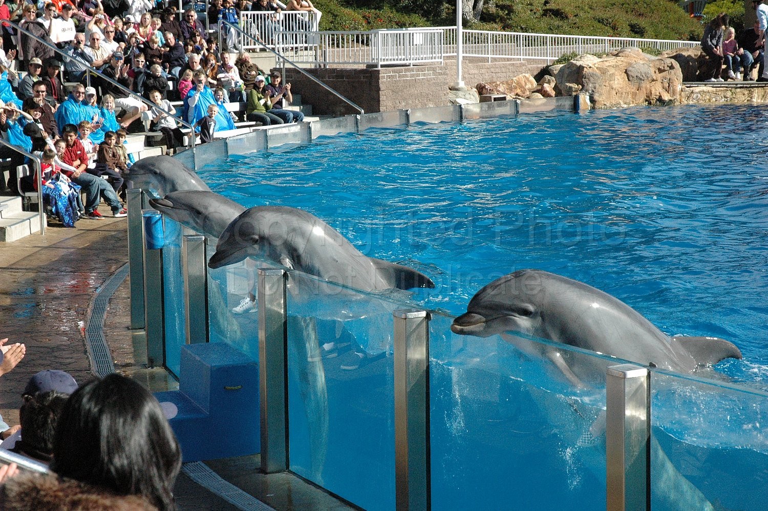 Seaworld Dolphins