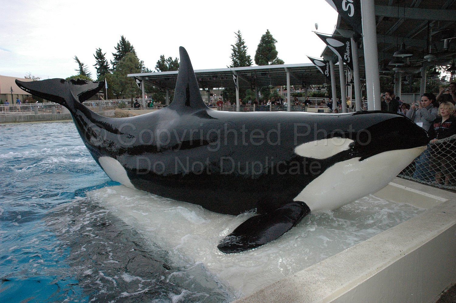 Orka Shamu Seaworld