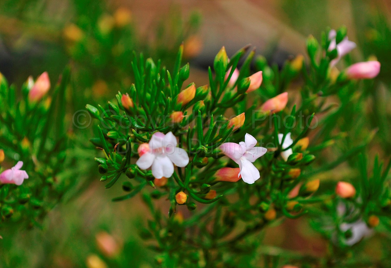 Australian Flora