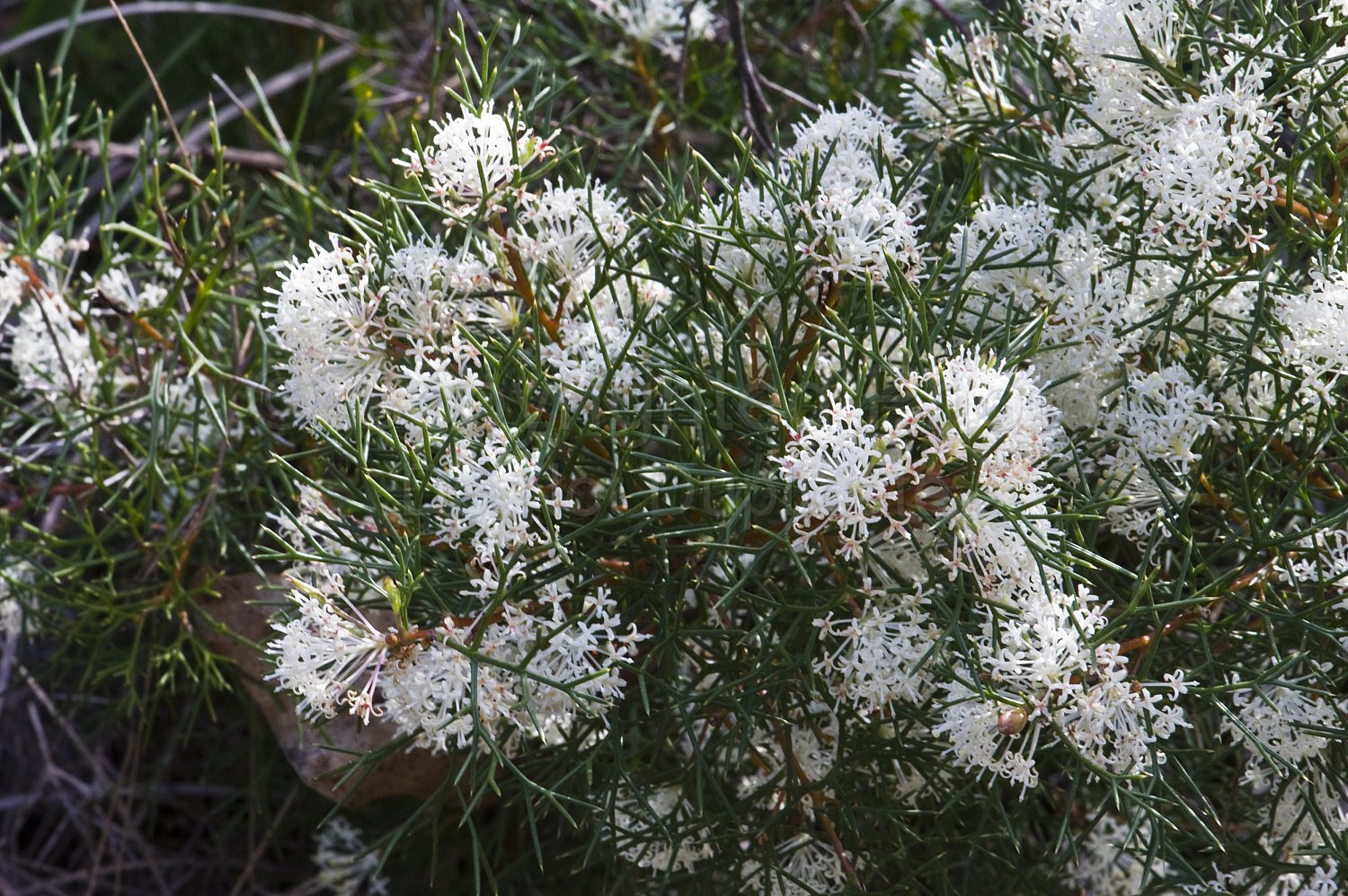 Australian Flora