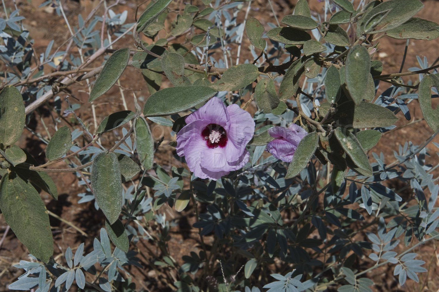 Australian Flora