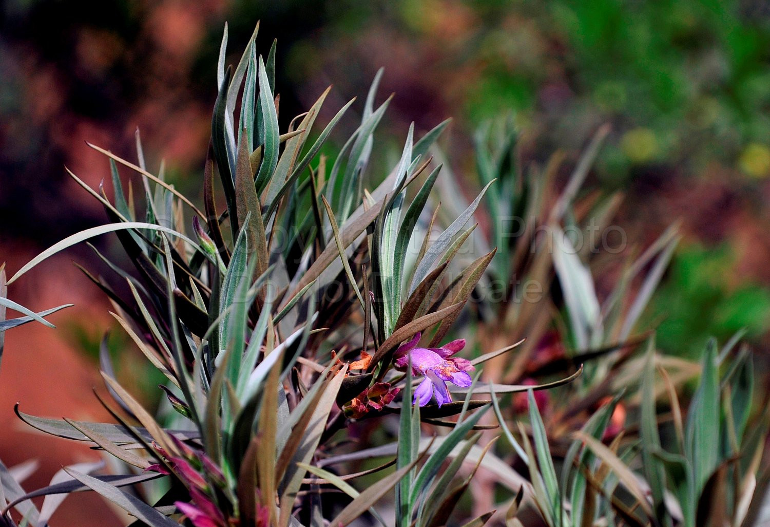 Australian Flora