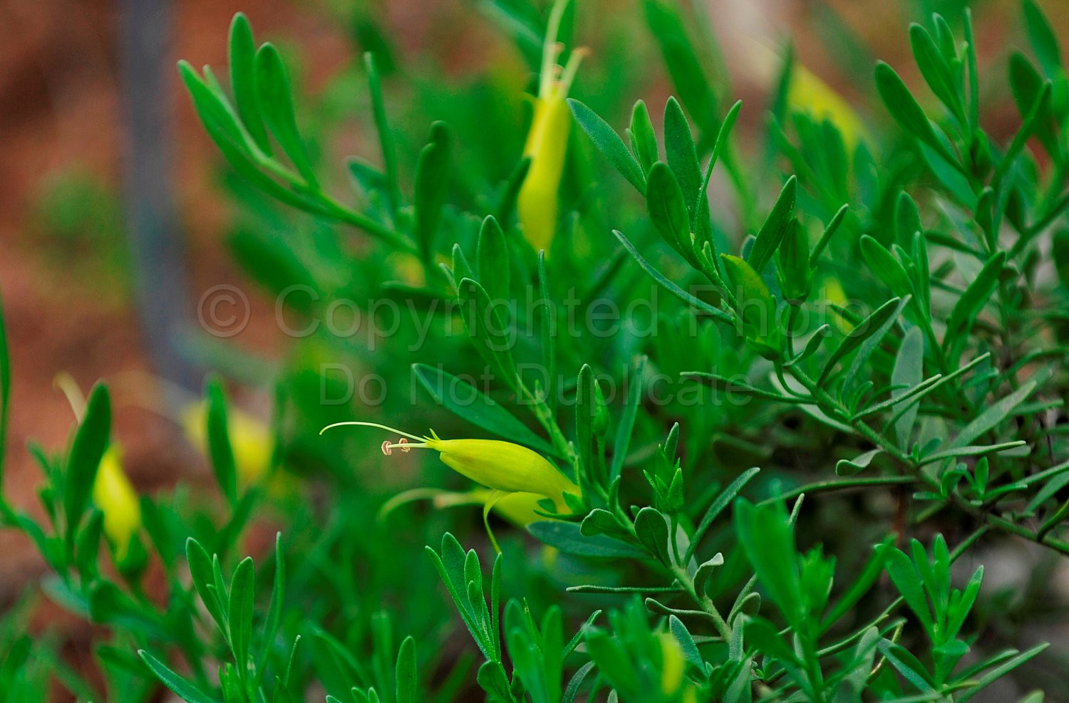 Australian Flora