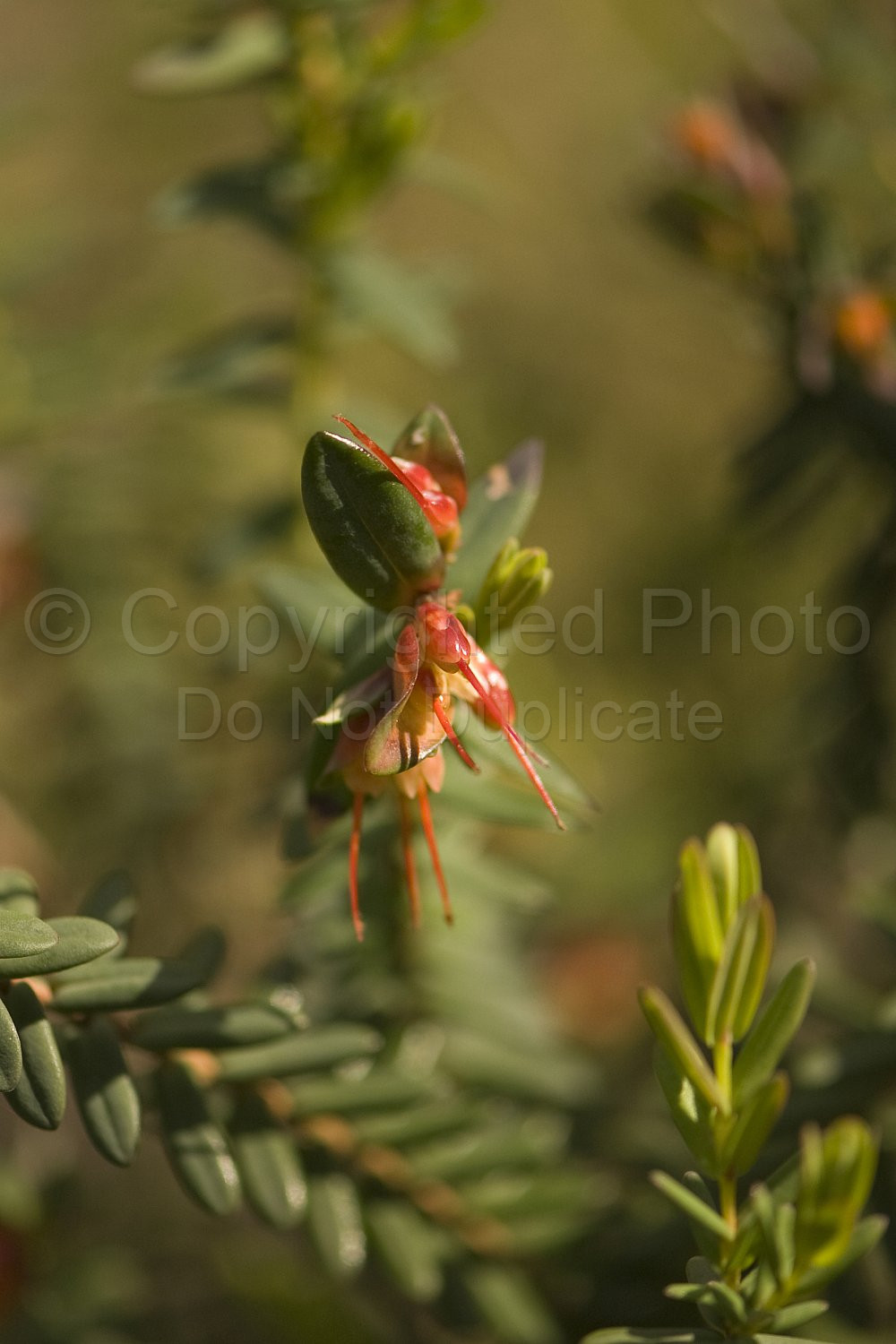 Australian Flora