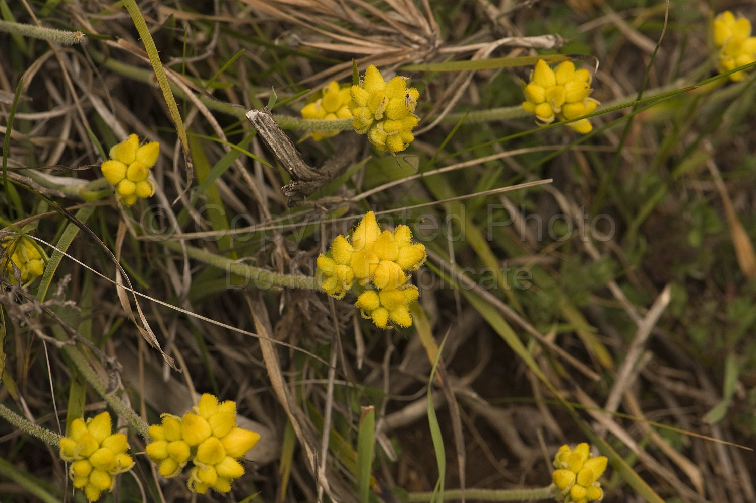 Australian Flora
