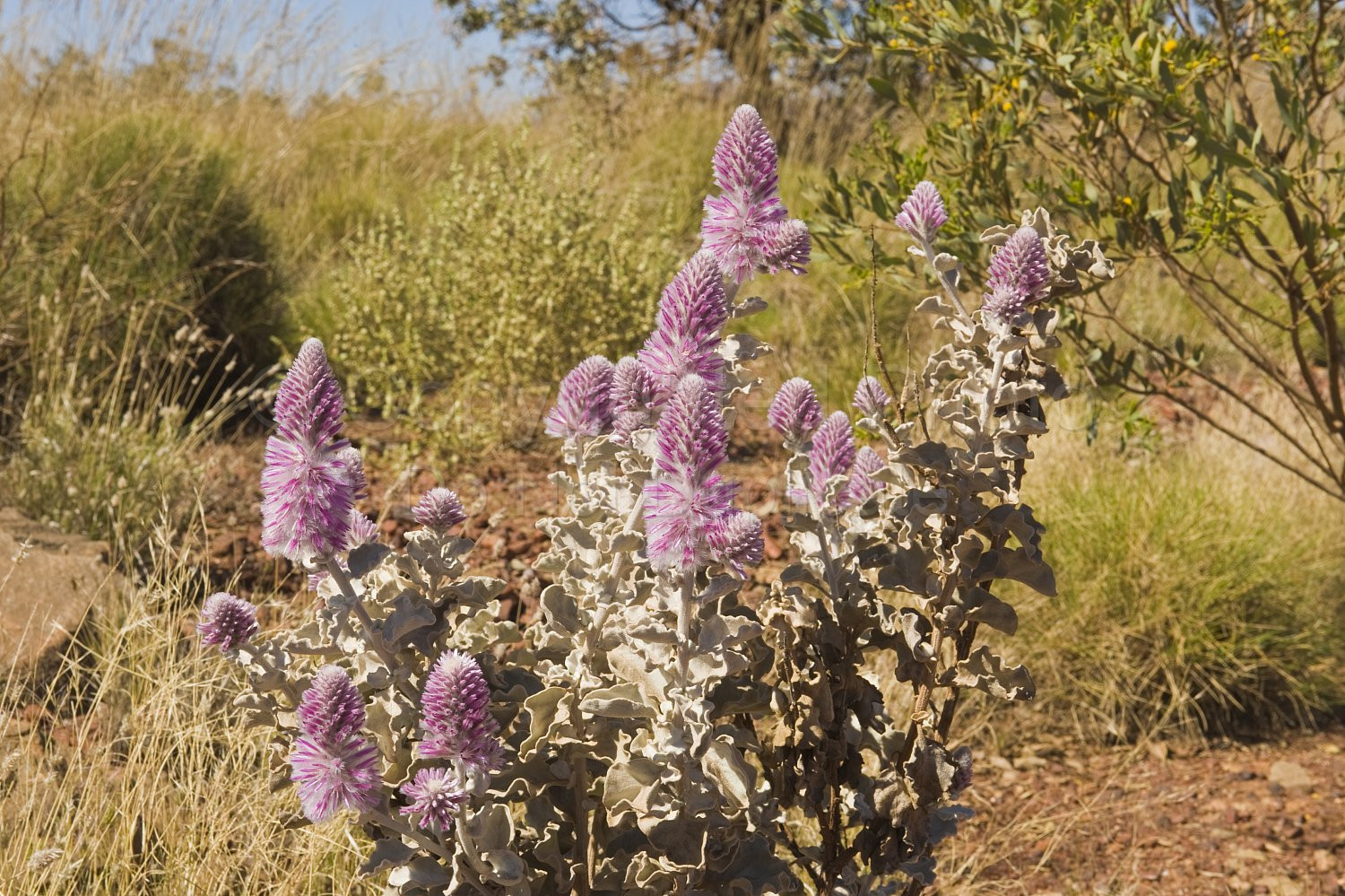 Australian Flora