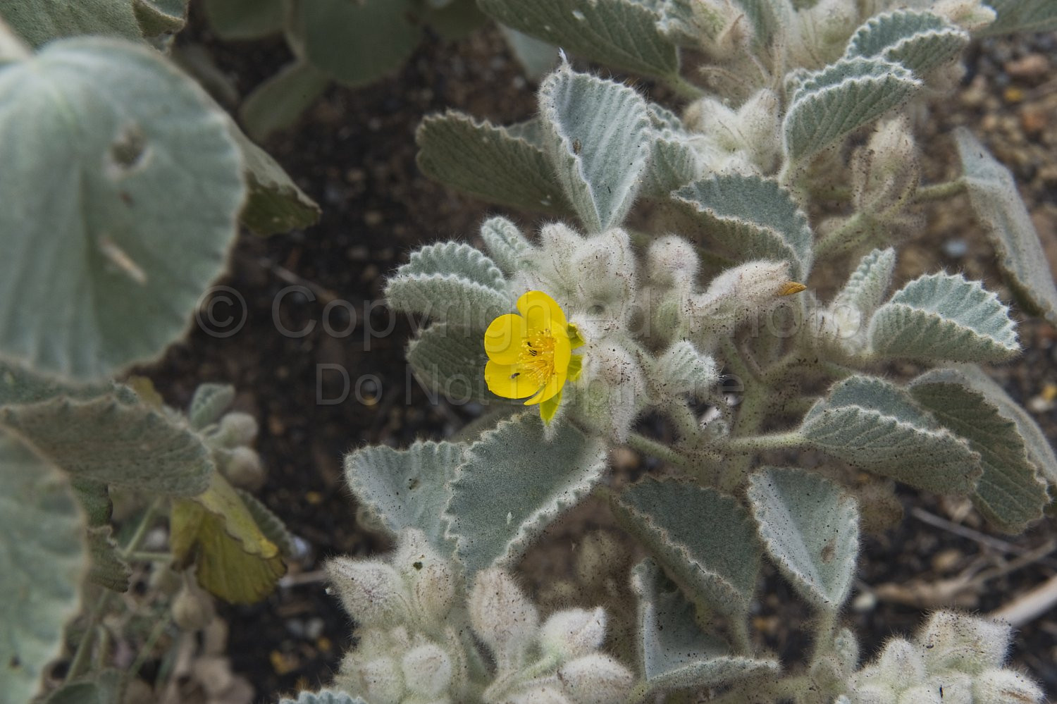 Australian Flora