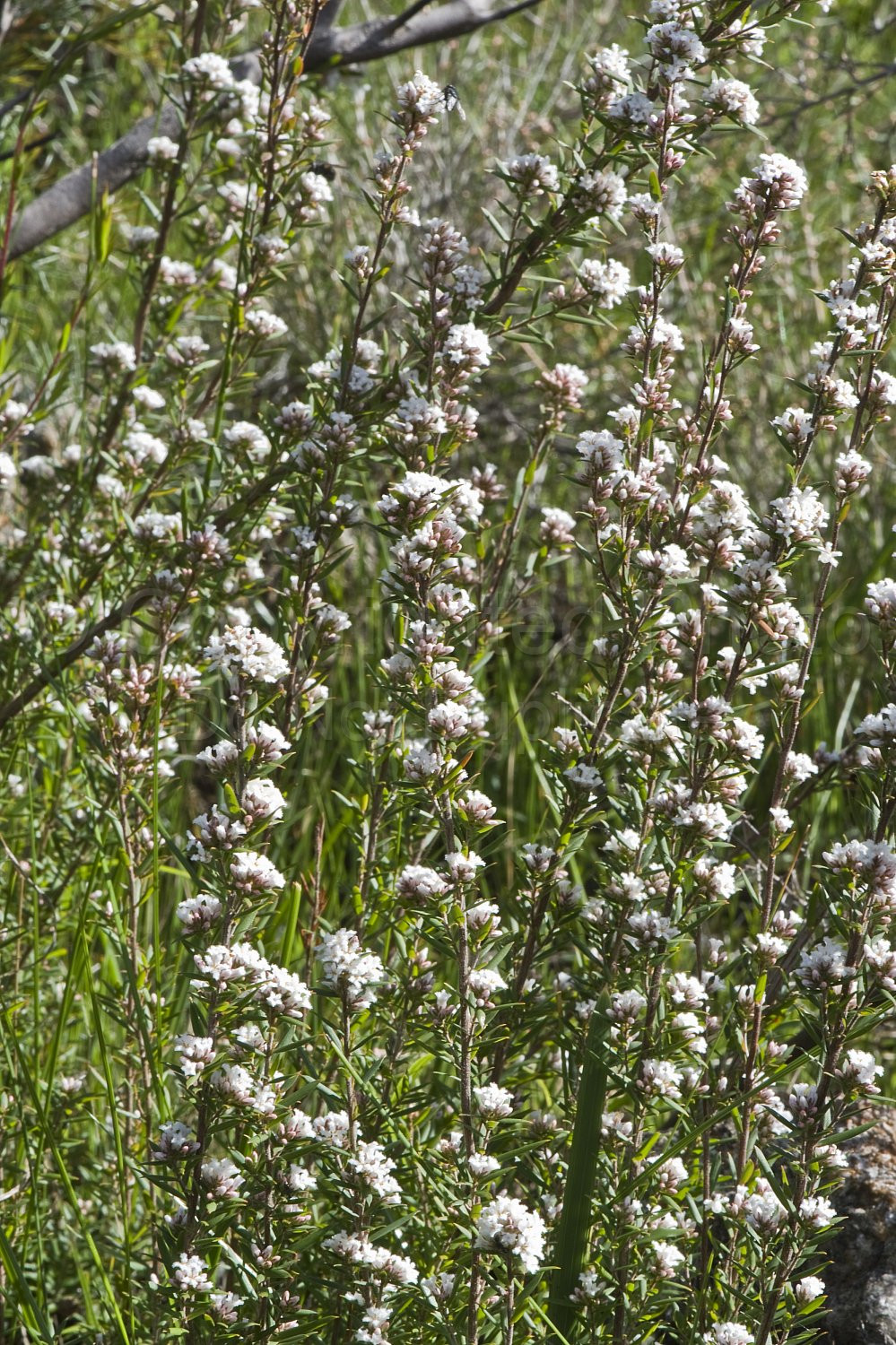 Australian Flora