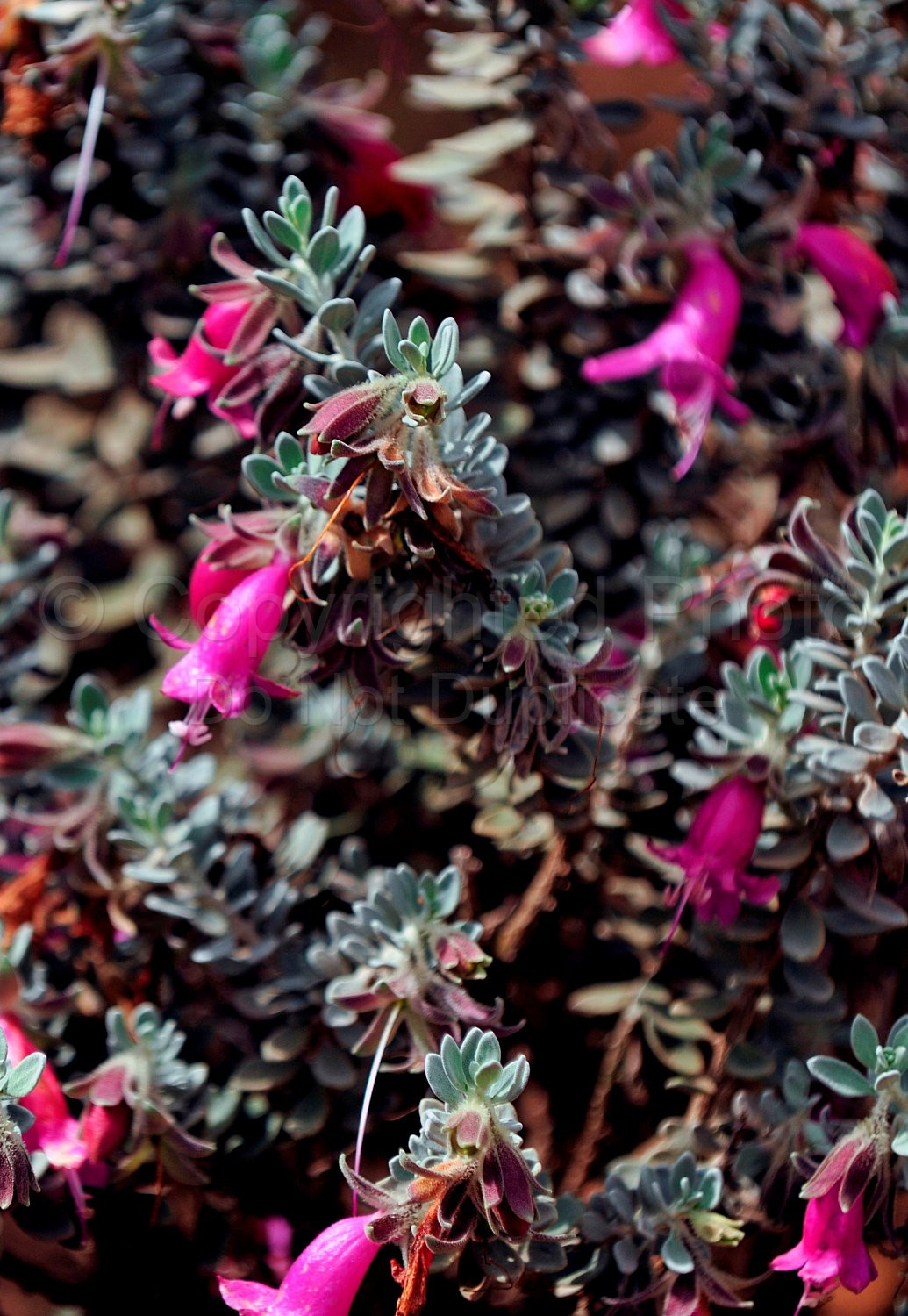 Australian Flora