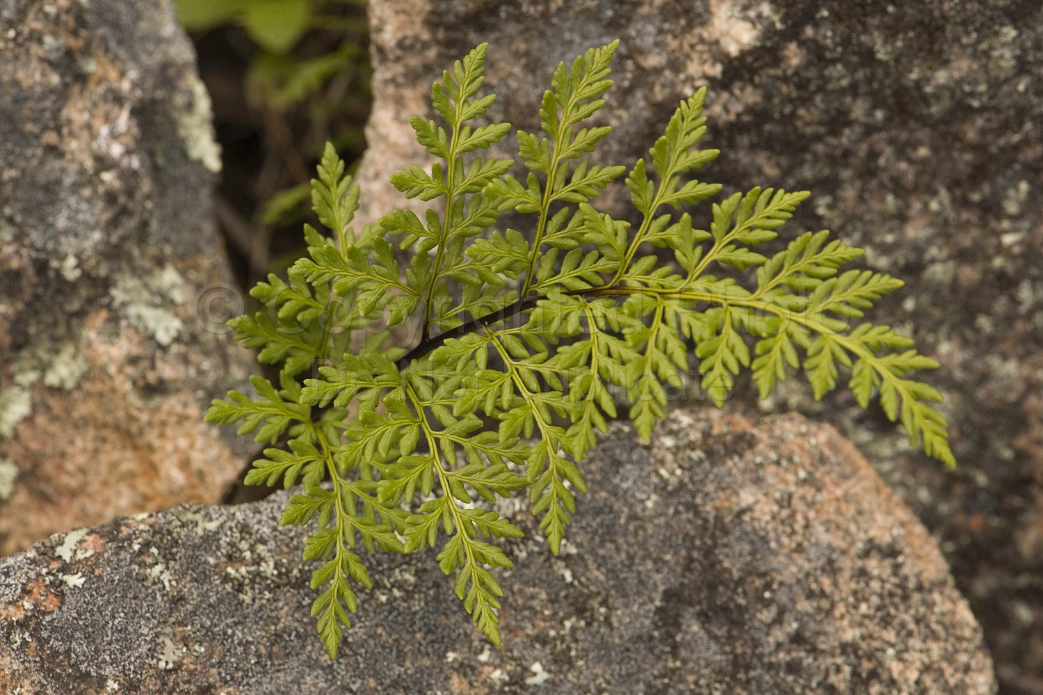 Australian Flora