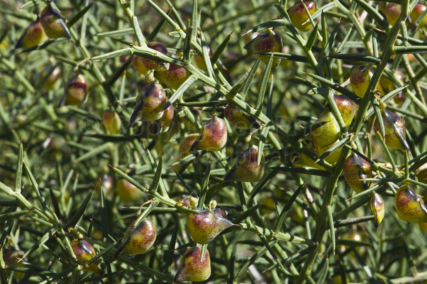 Australian Flora