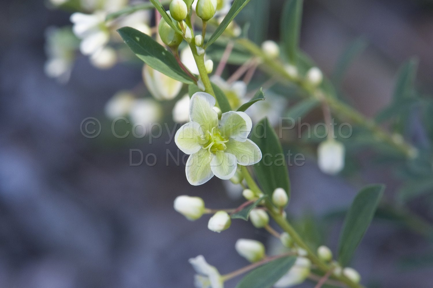 Australian Flora