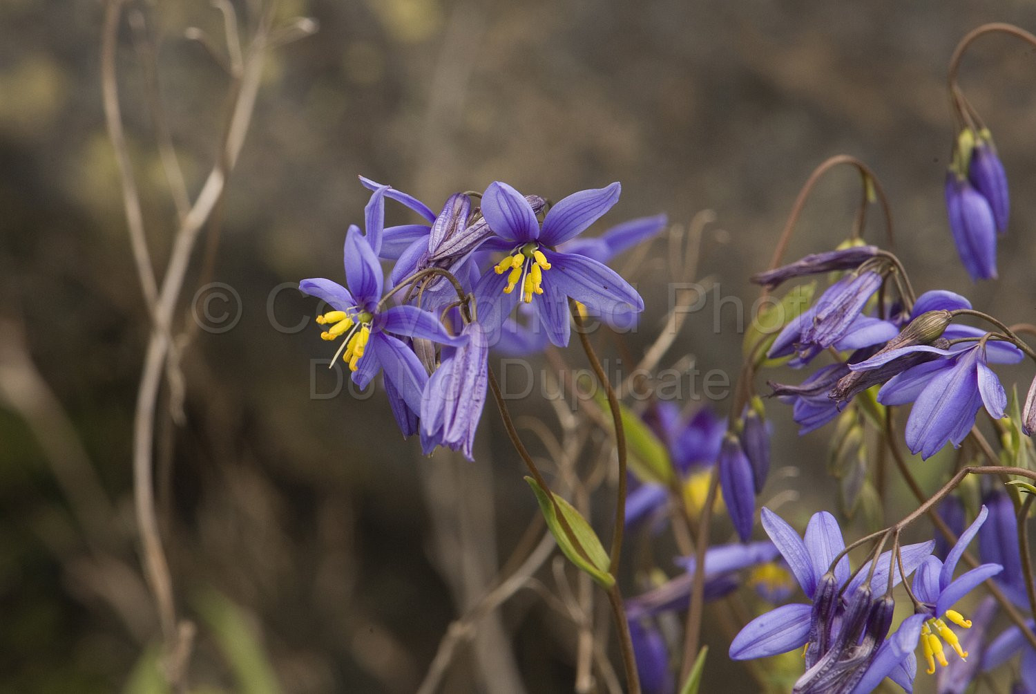 Australian Flora