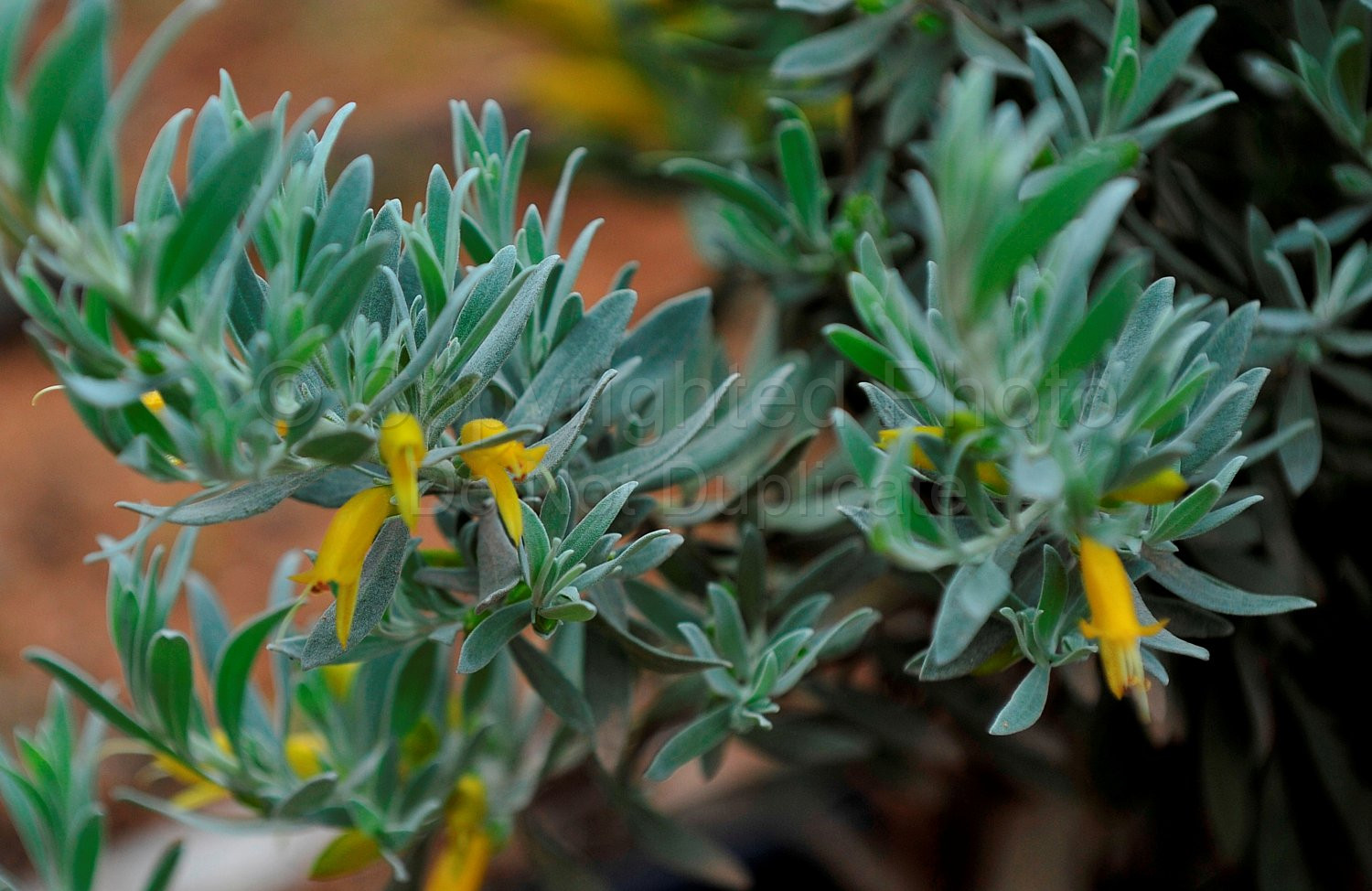 Australian Flora