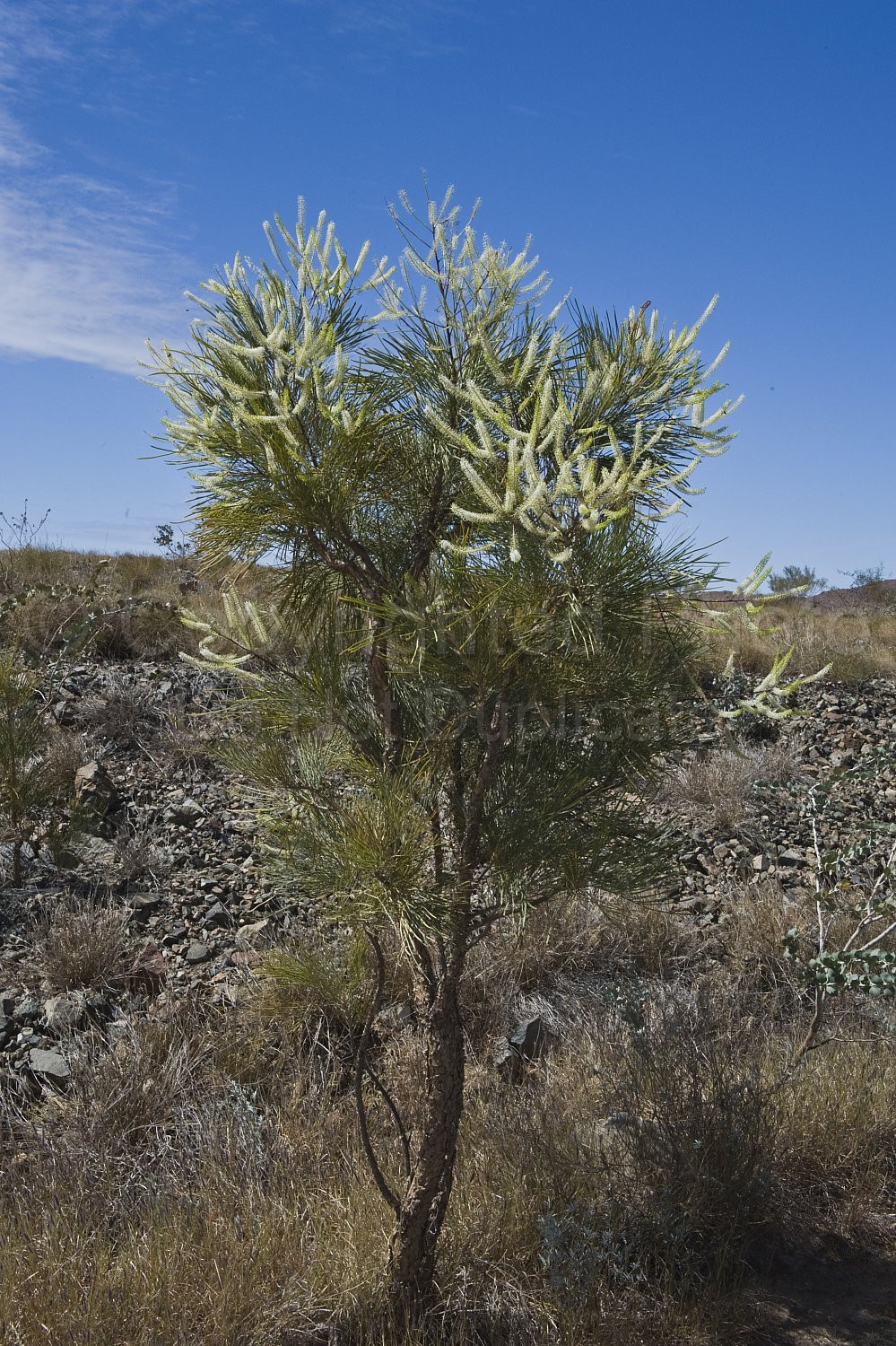 Australian Flora