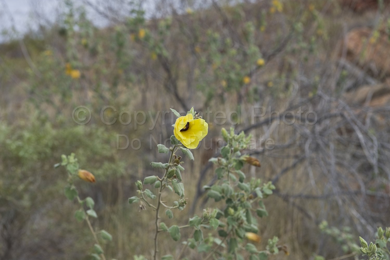 Australian Flora