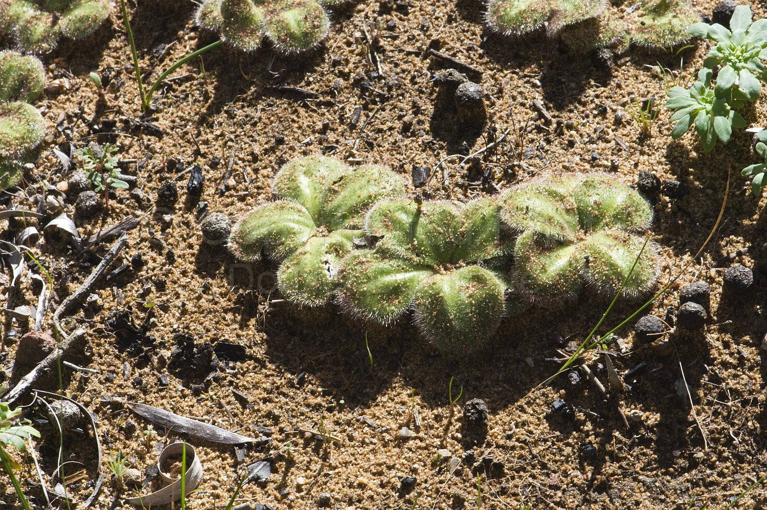 Australian Flora