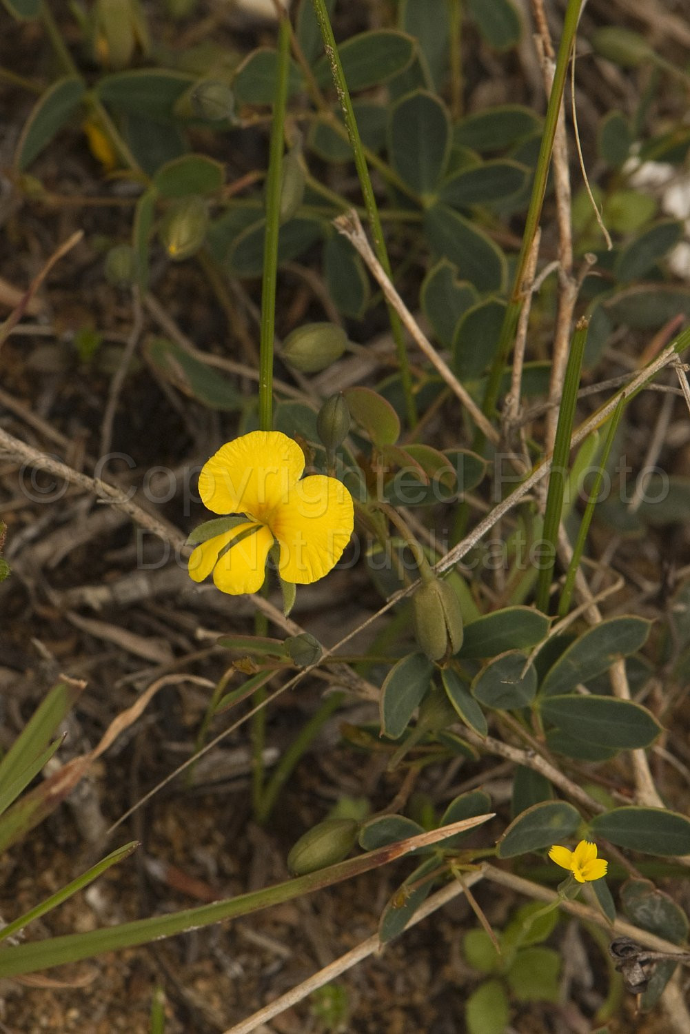 Australian Flora