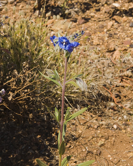 Australian Flora
