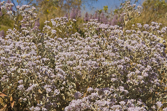 Australian Flora