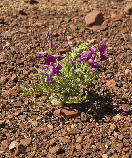 Australian Flora